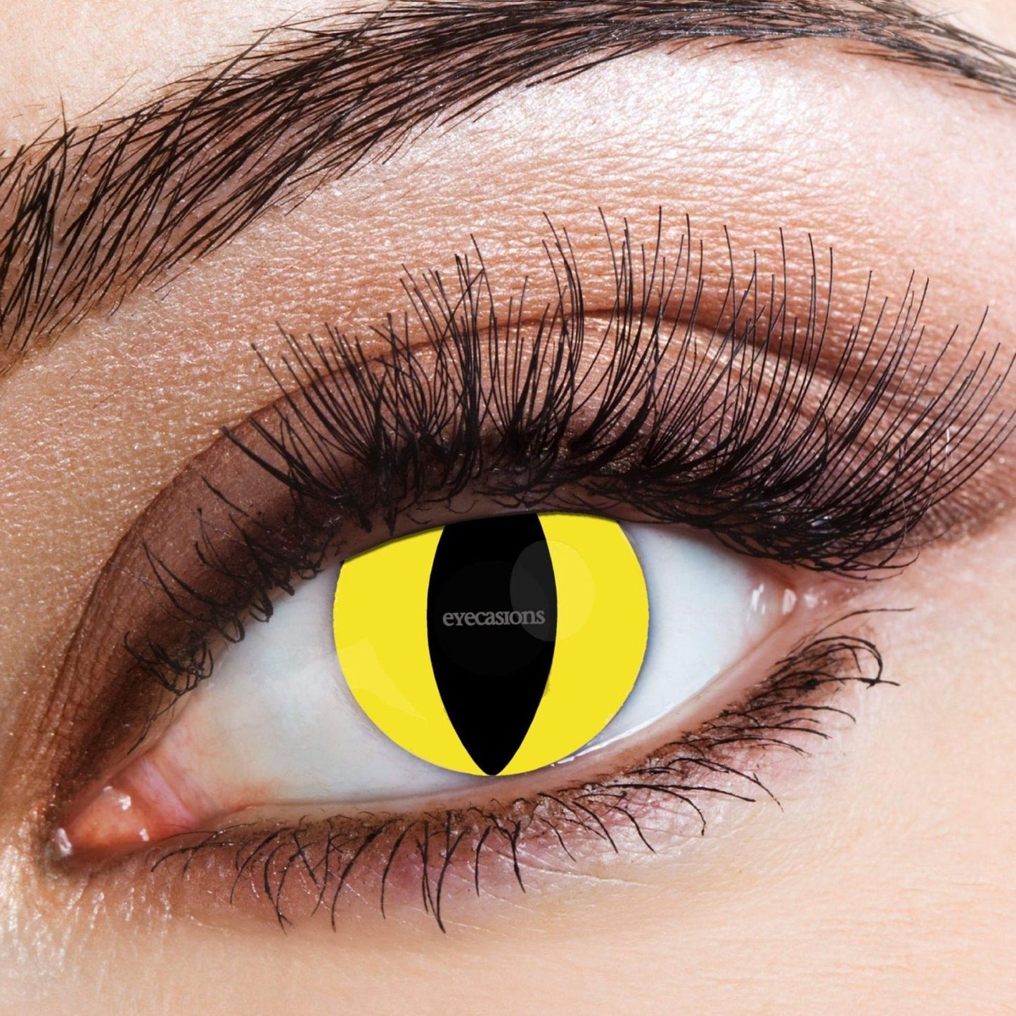 Contact Lenses - Feline