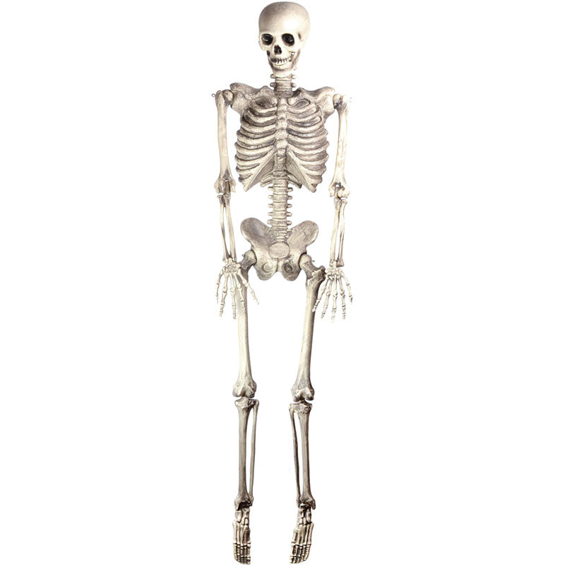 Skeleton 152cm